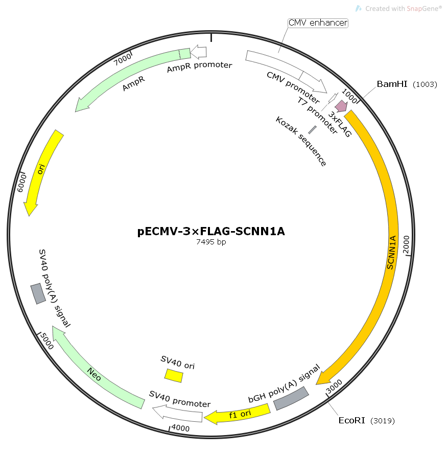 pECMV-3×FLAG-SCNN1A人源基因哺乳表达质粒