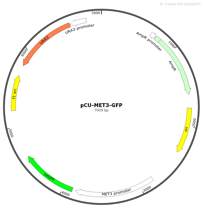 pCU-MET3-GFP念珠菌绿色荧光表达质粒