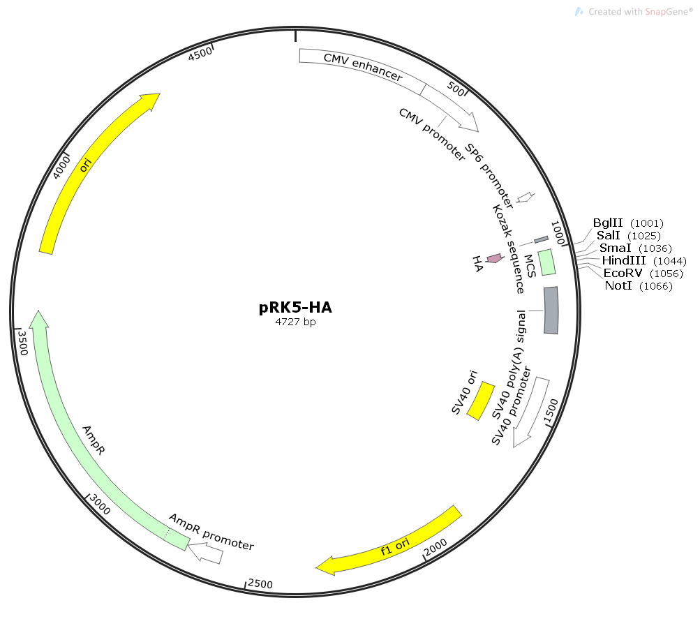 pRK5-HA哺乳细胞过表达质粒