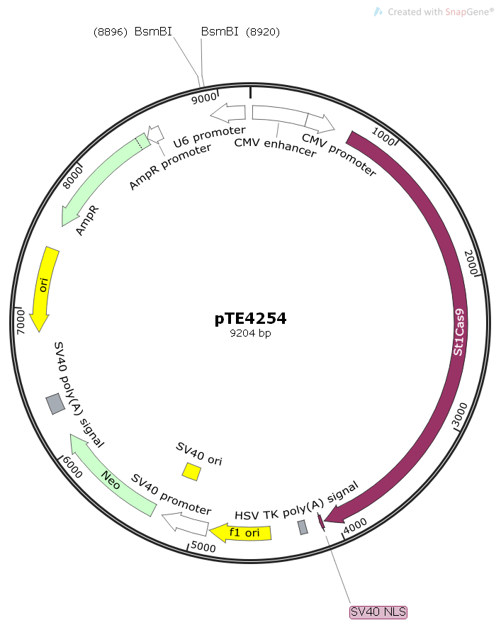 pTE4254哺乳CAS9和gRNA表达质粒