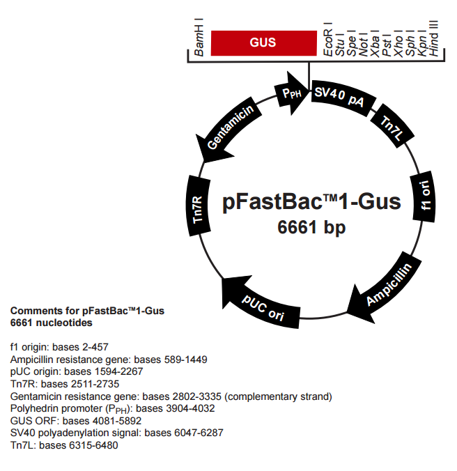 pFastBac1-Gus昆虫杆状病毒胞内表达质粒