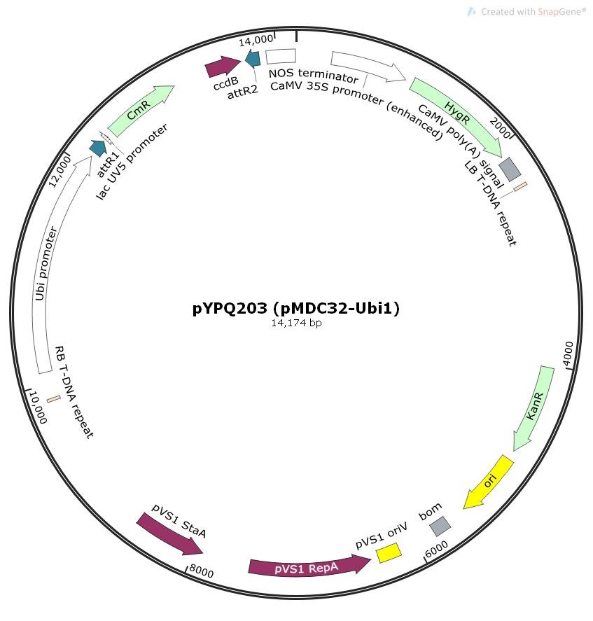 pYPQ203(pMDC32-Ubi1)植物Gateway系统表达质粒