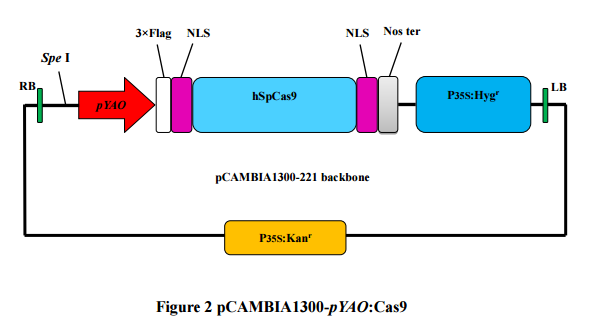 pCAMBIA1300-pYAO-cas9植物CAS9表达质粒