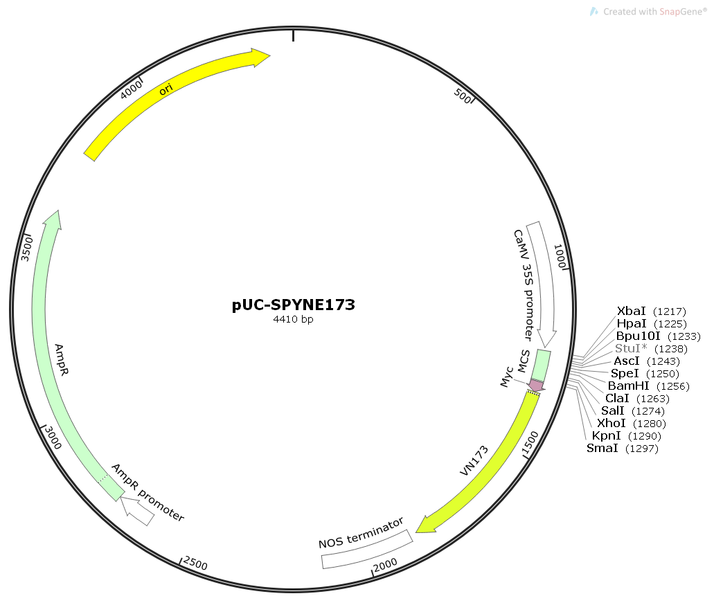 pUC-SPYNE173植物双分子荧光BIFC质粒