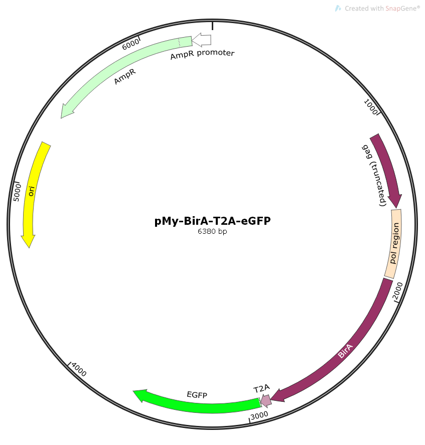 pMy-BirA-T2A-eGFP生物素化酶逆病毒质粒