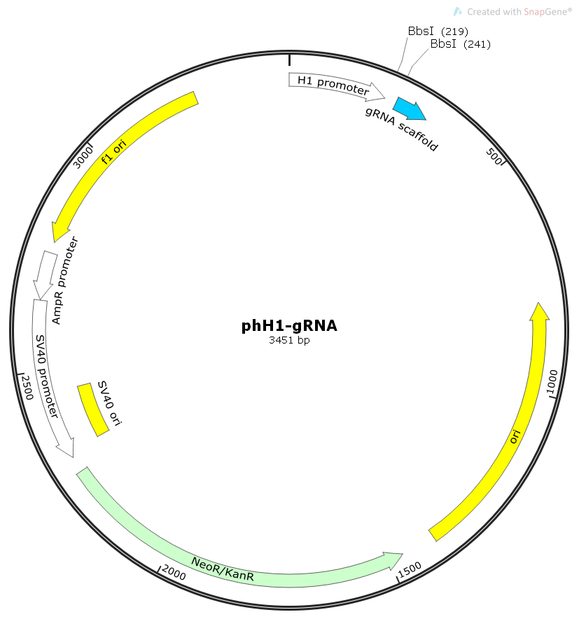 phH1-gRNA哺乳gRNA表达基因编辑质粒