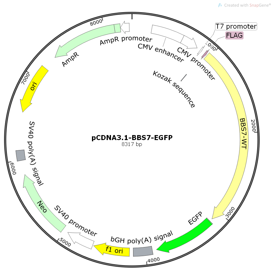 pCDNA3.1-BBS7-EGFP人源基因哺乳表达质粒