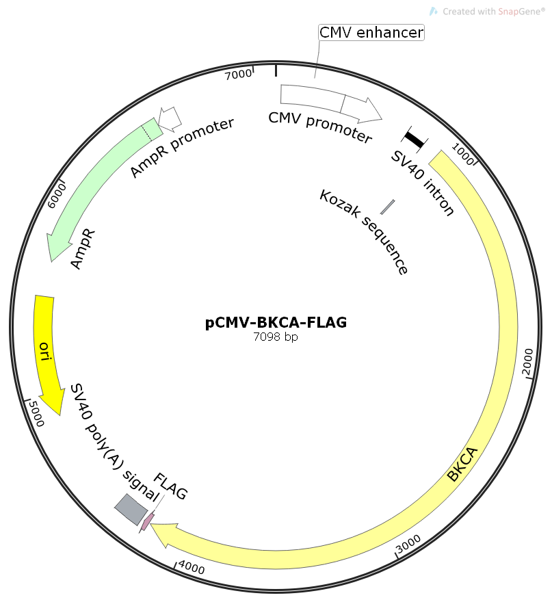 pCMV-BKCA-FLAG人源基因哺乳表达质粒
