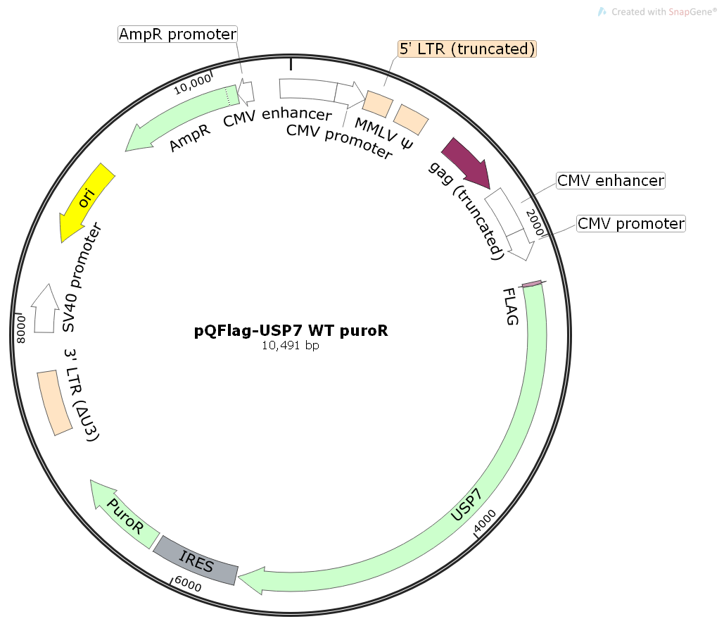pQFlag-USP7WTpuroR人源基因哺乳表达质粒