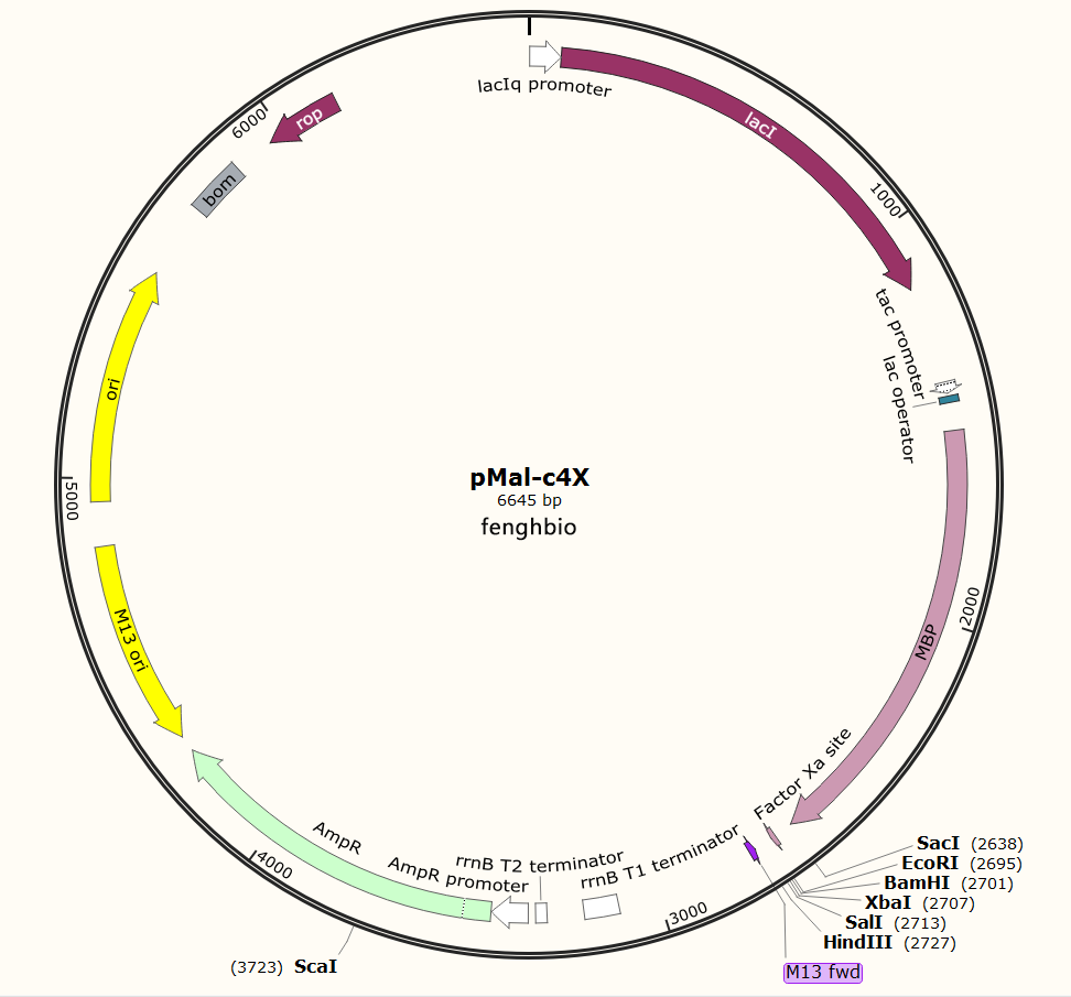 pMal-c4X大肠表达质粒
