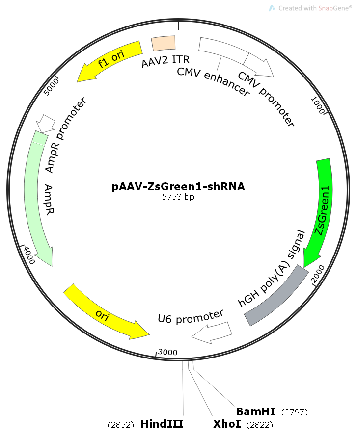 pAAV-ZsGreen1-shRNA腺相关病毒干扰质粒