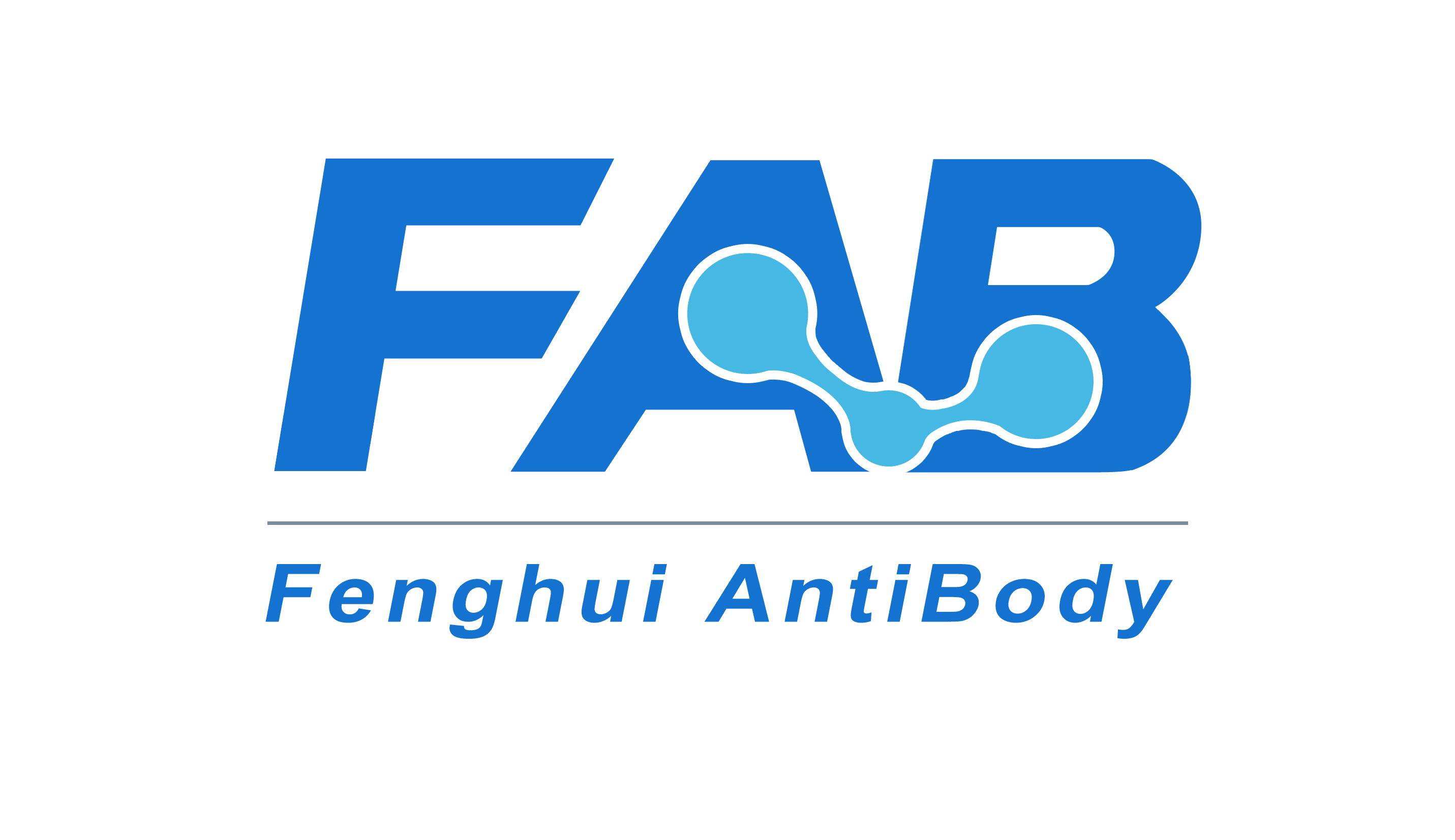 MEF-2B Polyclonal Antibody