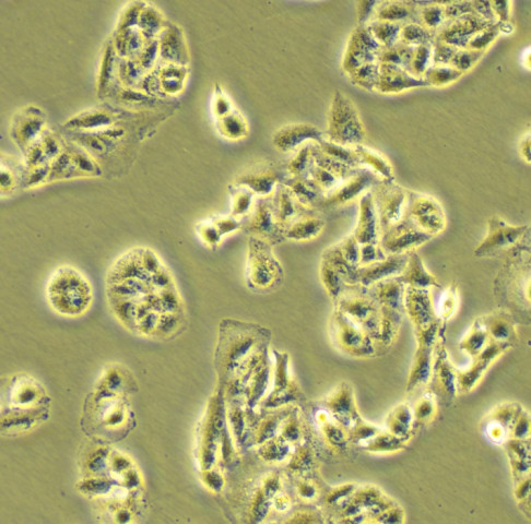 A549-GFP细胞;人肺癌细胞带绿色荧光