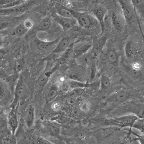 OK负鼠肾细胞细胞;OK负鼠肾细胞