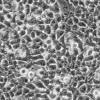 NIH3T3细胞;小鼠胚胎成纤维细胞