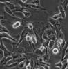 OAR-L1细胞;绵羊肺细胞