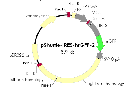 pShuttle-IRES-hrGFP2