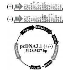 【热销】pcDNA3.1(-);质粒载体购买