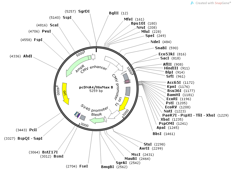 pcDNA4/HisMax B