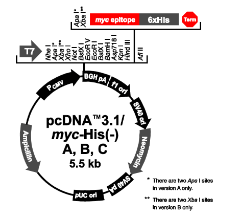 pcDNA3.1-Myc-HisB