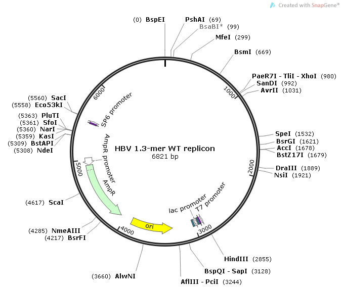 HBV 1.3-mer WT replicon