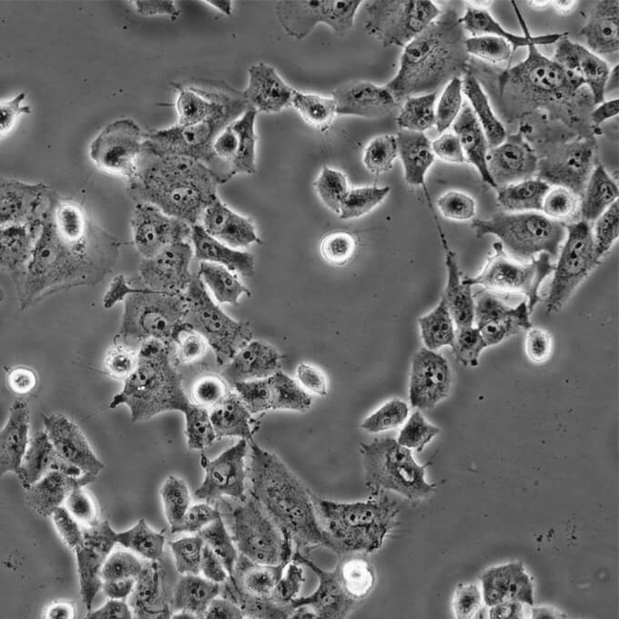 PANC-1细胞;人胰腺癌细胞