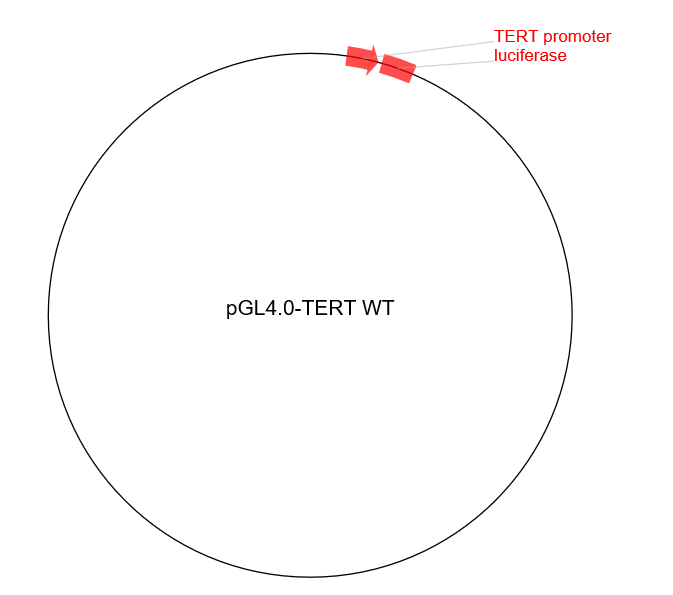pGL4.0-TERT WT