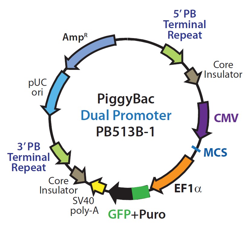 PiggyBac Dual promoter (PB513B-1)