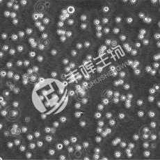 KG-1a细胞;人急性骨髓白血病细胞 