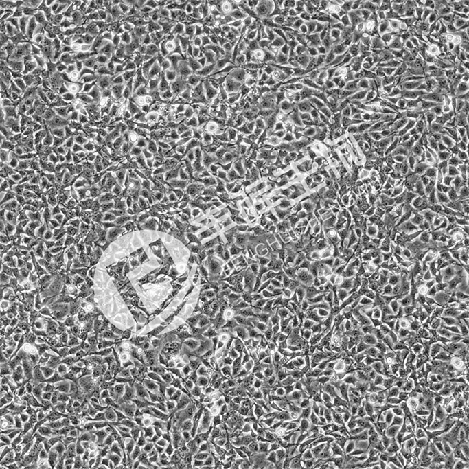 ATDC5细胞;小鼠胚胎瘤细胞