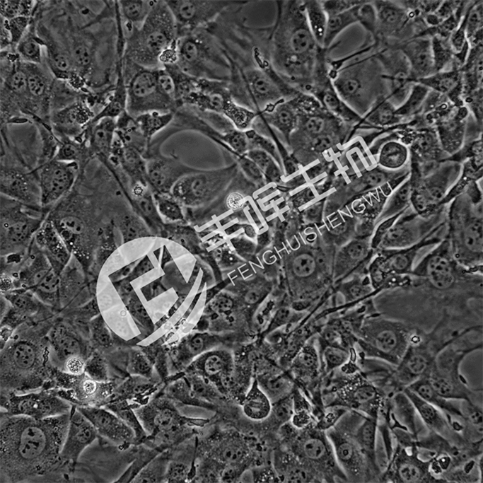 C3H/10T1/2 Clone 8细胞;小鼠胚胎成纤维细胞