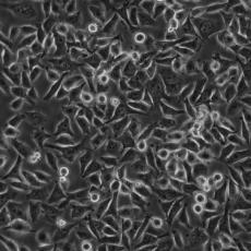 CALU-3细胞;人肺腺癌细胞