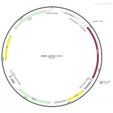 人RBBP4(NM_005610)ORF克隆