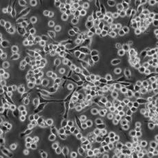 SF9细胞;昆虫卵巢细胞