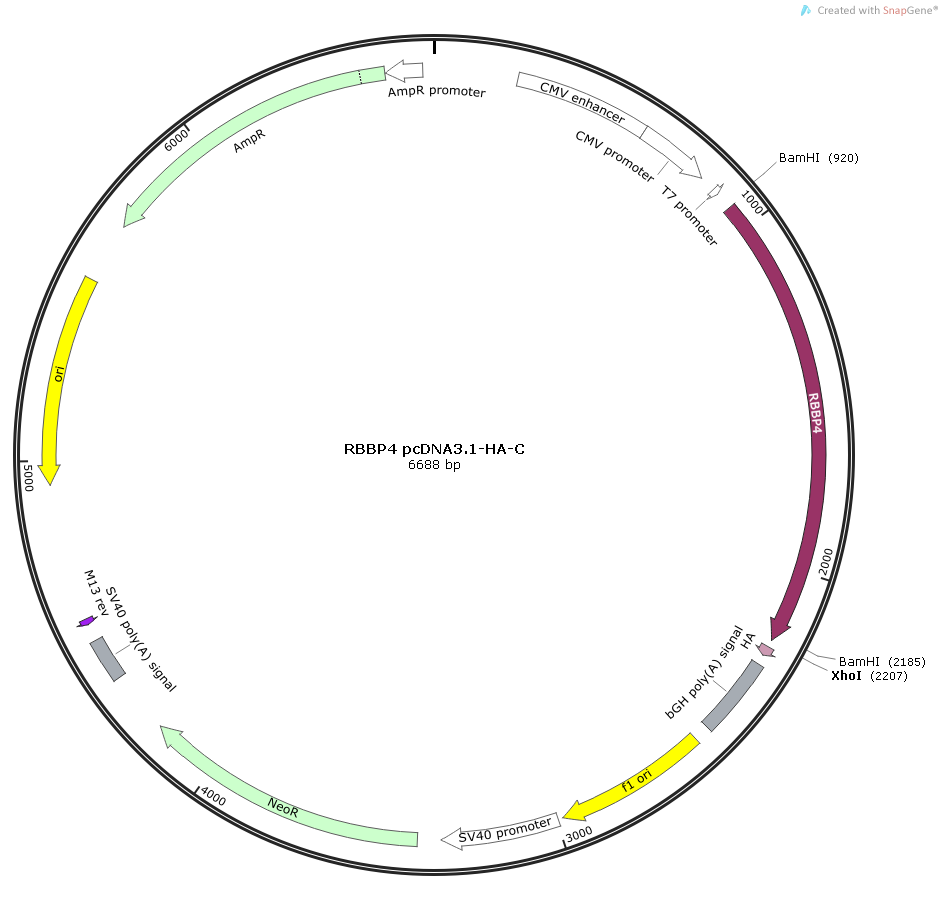 人RBBP4(NM_005610)ORF克隆