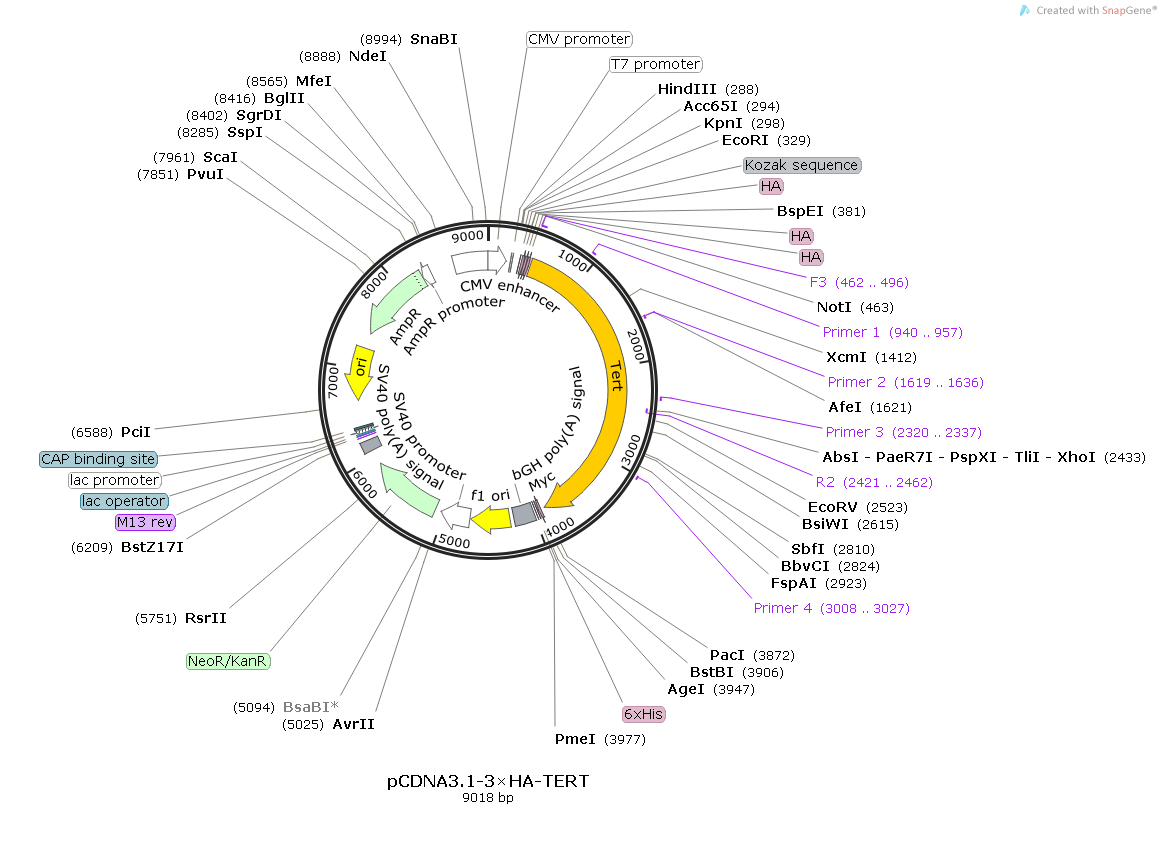 pCDNA3.1-3×HA-TERT人源基因哺乳表达质粒