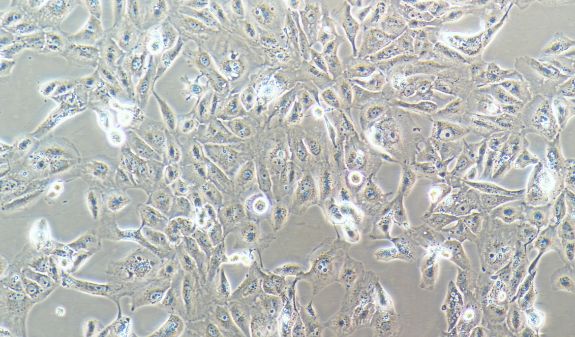 Caki-2 人肾透明细胞癌细胞 