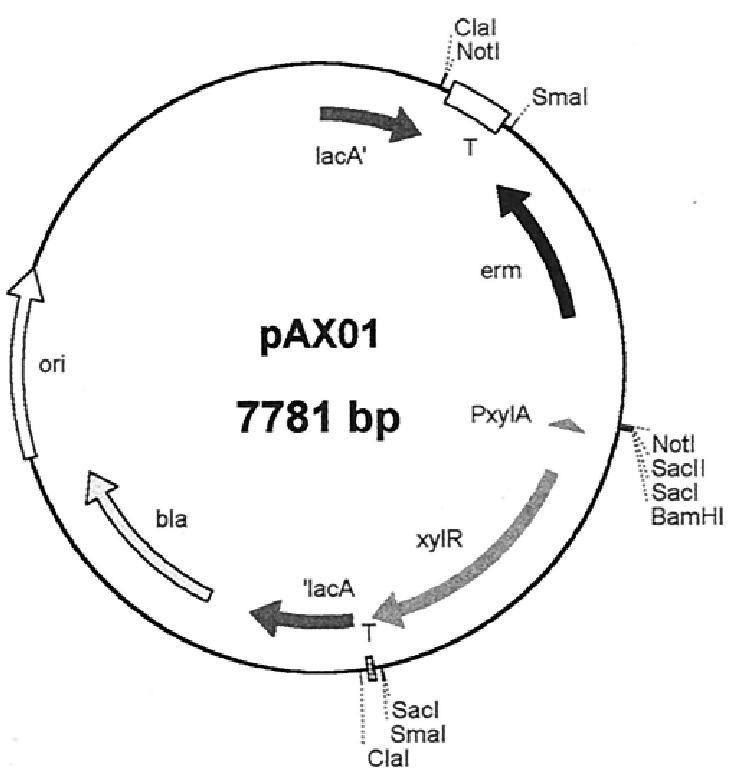 pAX01质粒