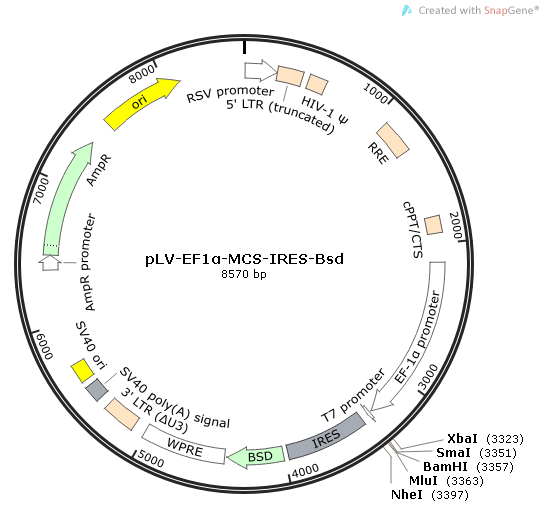 pLV-EF1α-MCS-IRES-Bsd