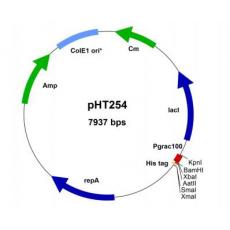 pHT254质粒