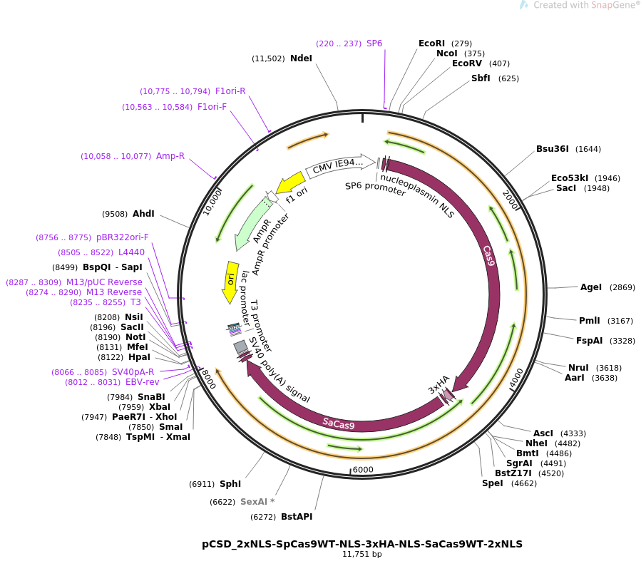 pCSD_2xNLS-SpCas9WT-NLS-3xHA-NLS-SaCas9WT-2xNLS