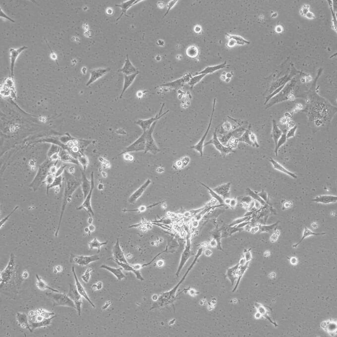 SHG44细胞;人胶质瘤细胞