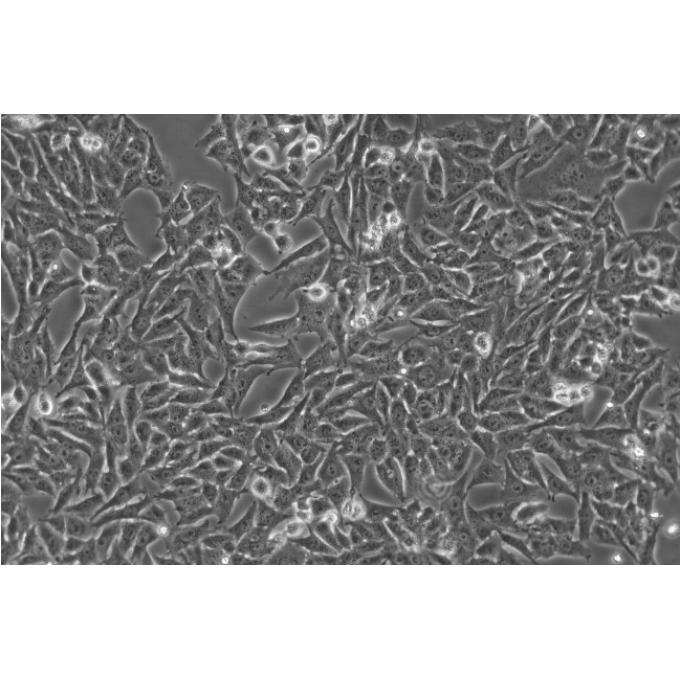 SIEC细胞;猪小肠黏膜上皮细胞