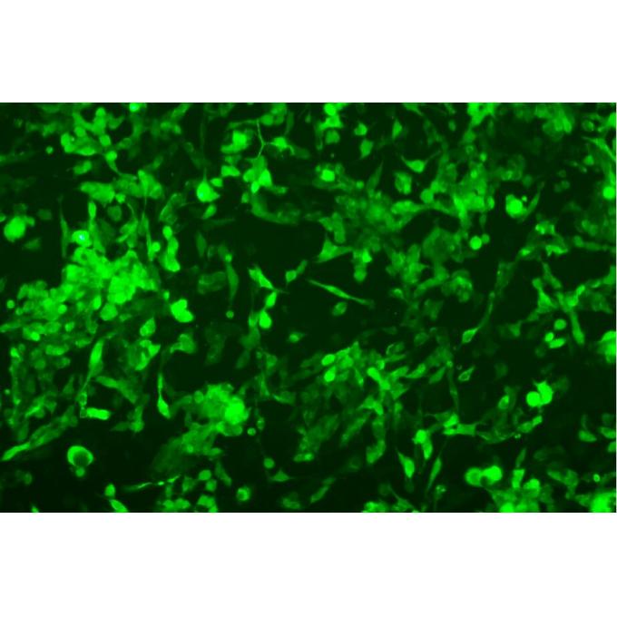 GL261-LUC细胞；小鼠胶质母细胞瘤细胞luc稳转株