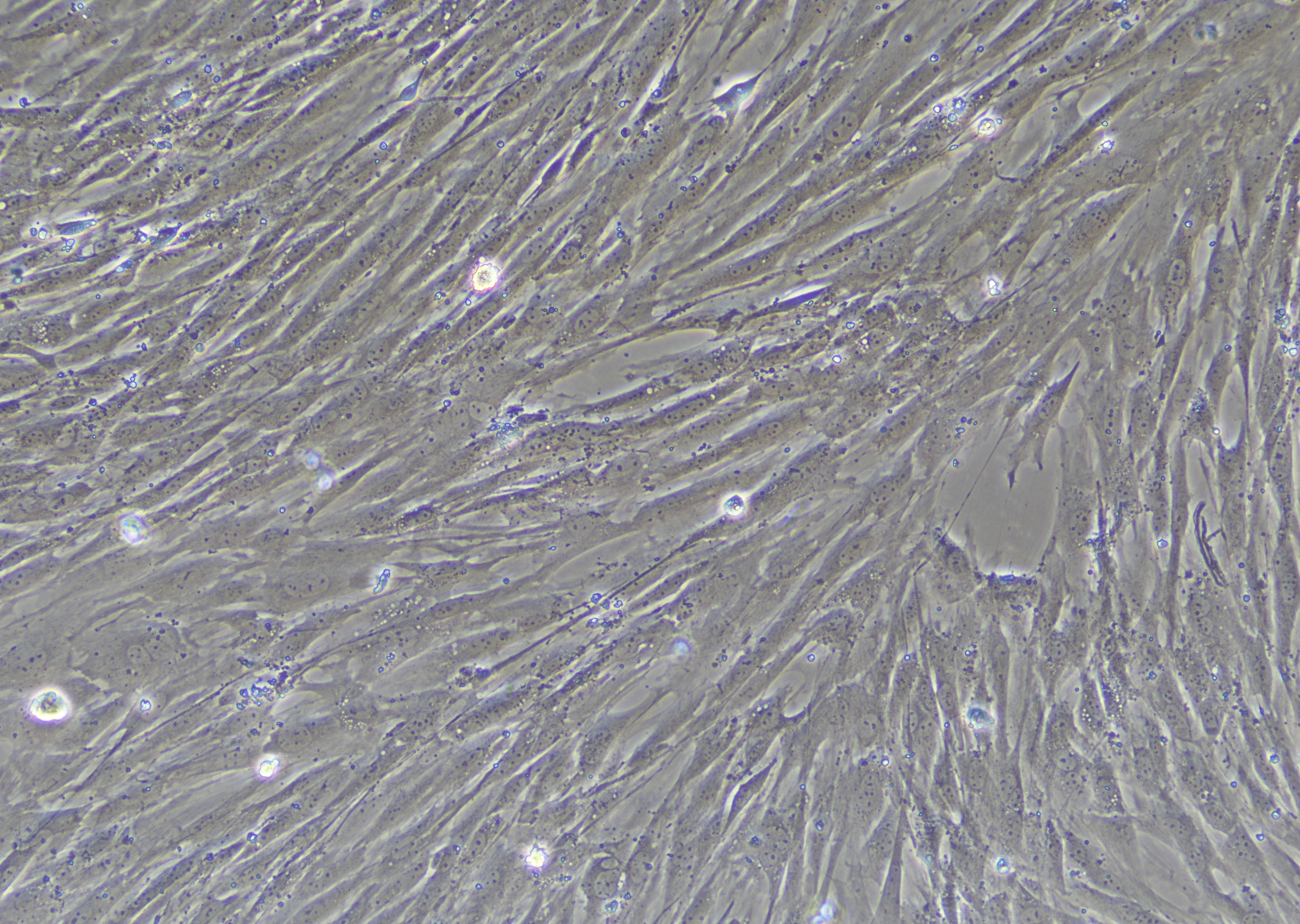原代小鼠皮肤成纤维细胞