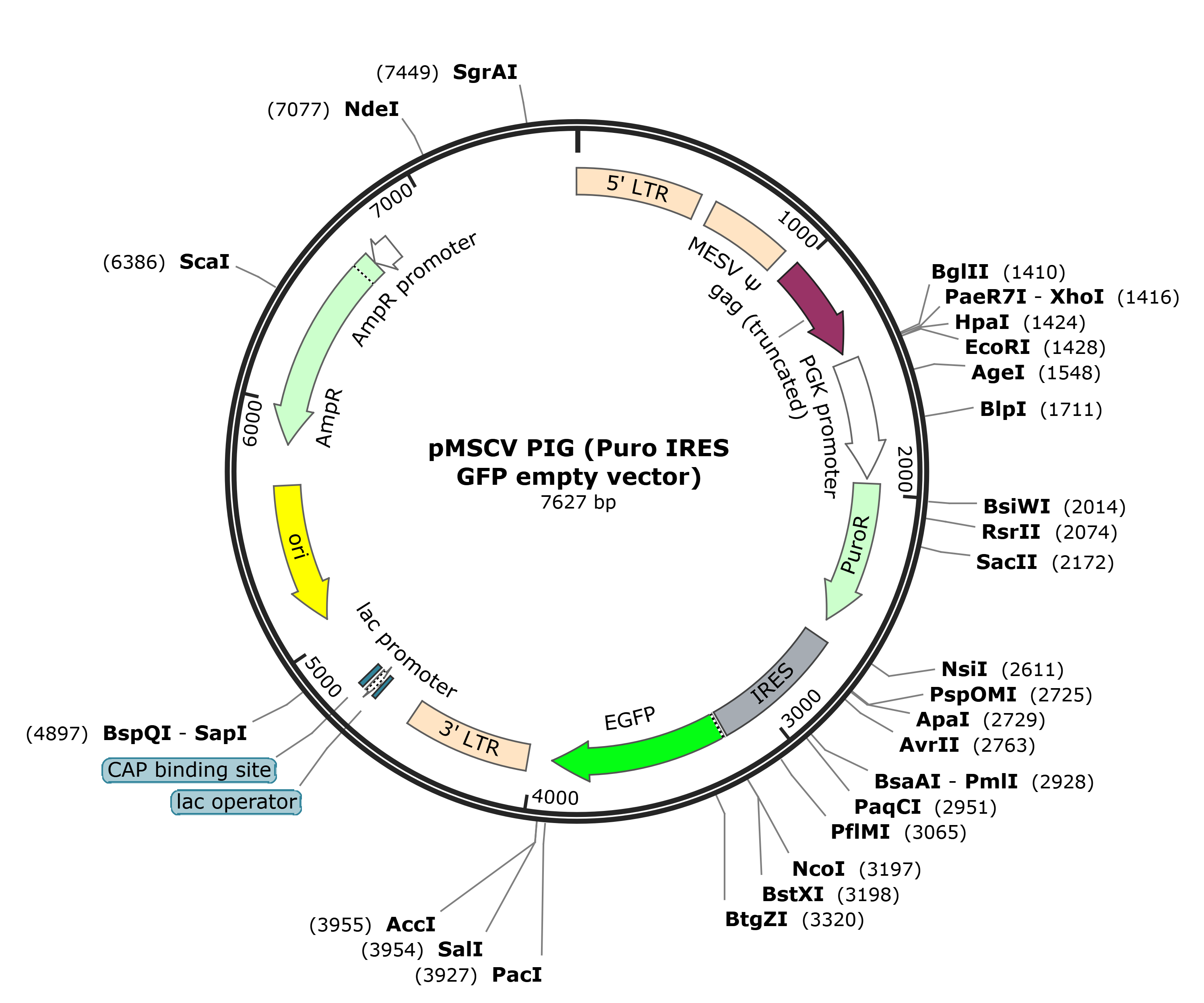 pMSCV PIG (Puro IRES GFP empty vector)