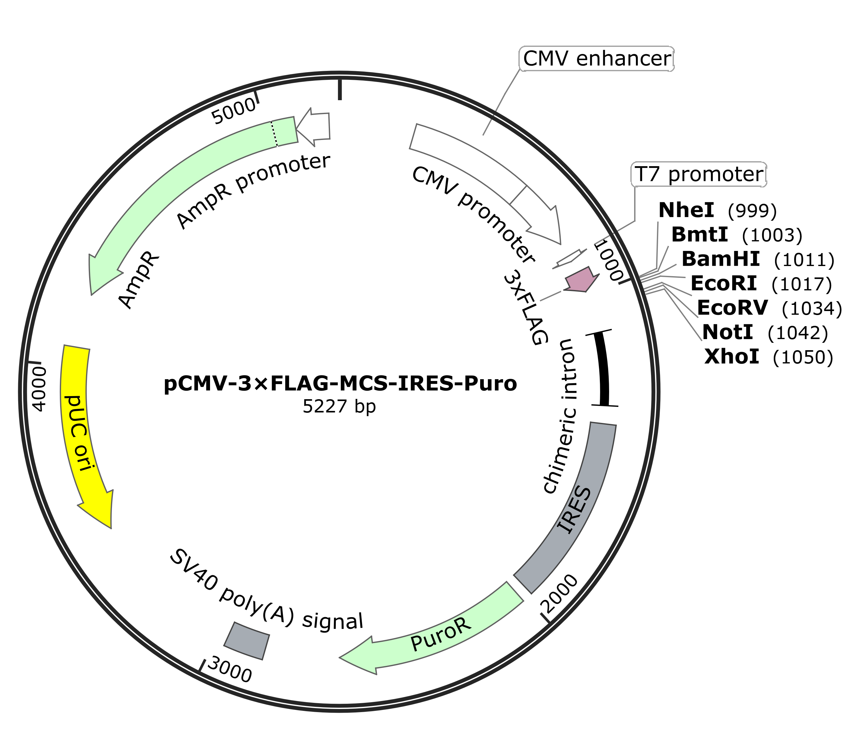 pCMV-3&amp;times;FLAG-MCS-IRES-Puro