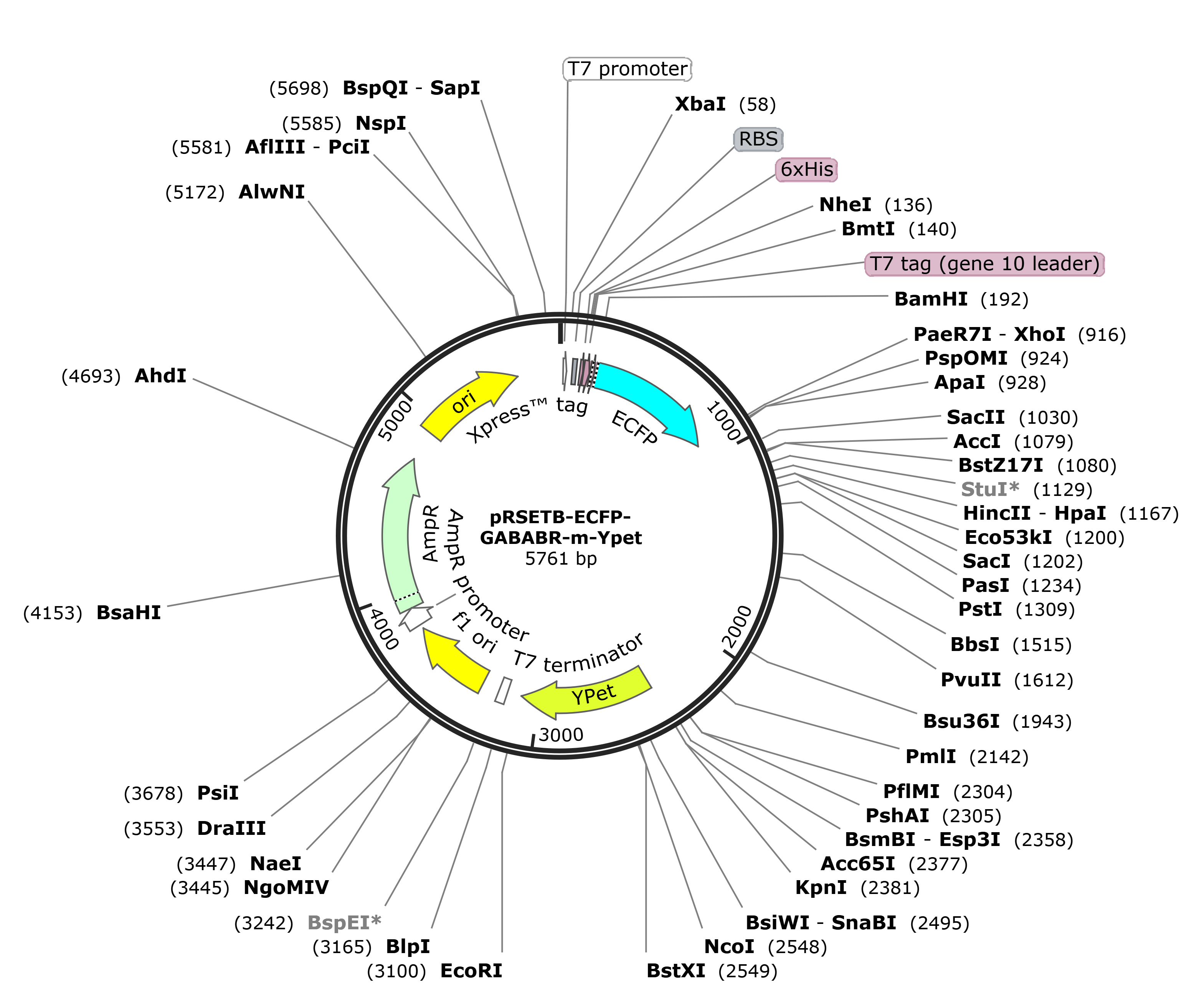 pRSETB-ECFP-GABABR-m-Ypet小鼠基因质粒