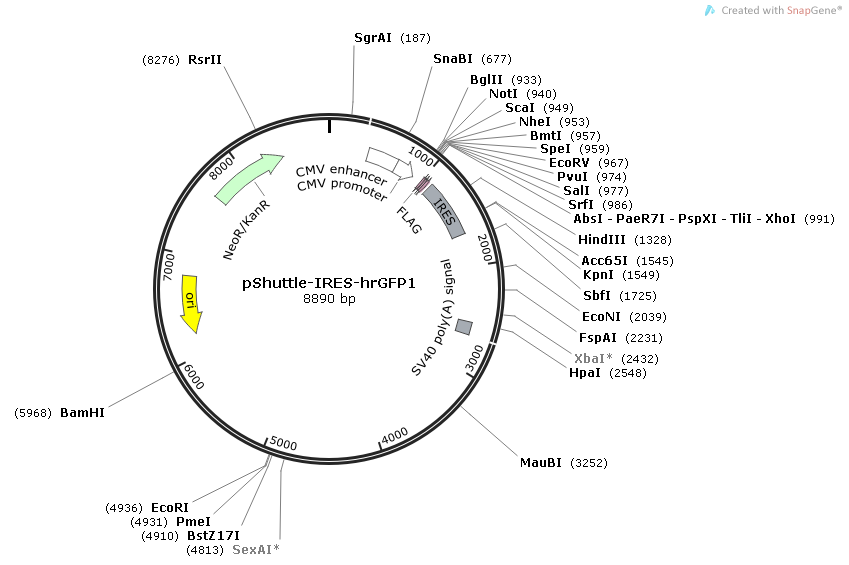 pShuttle-IRES-hrGFP2