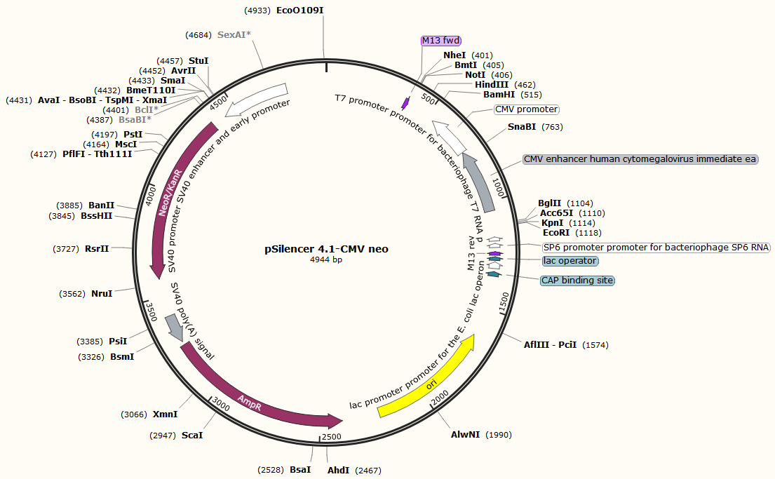 pSilencer 4.1-CMV neo